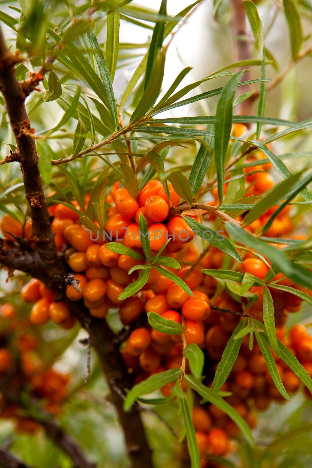 Close-up of delicious and healthy ripe sea-buckthorn berries