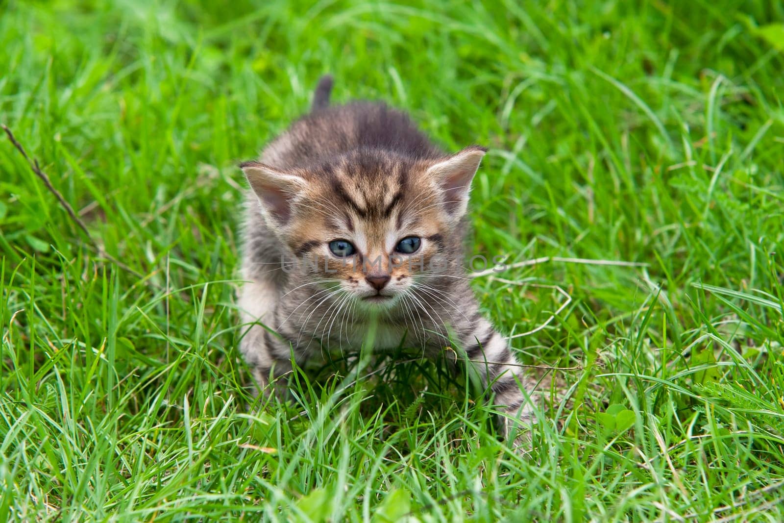 Small cute kitten in the grass