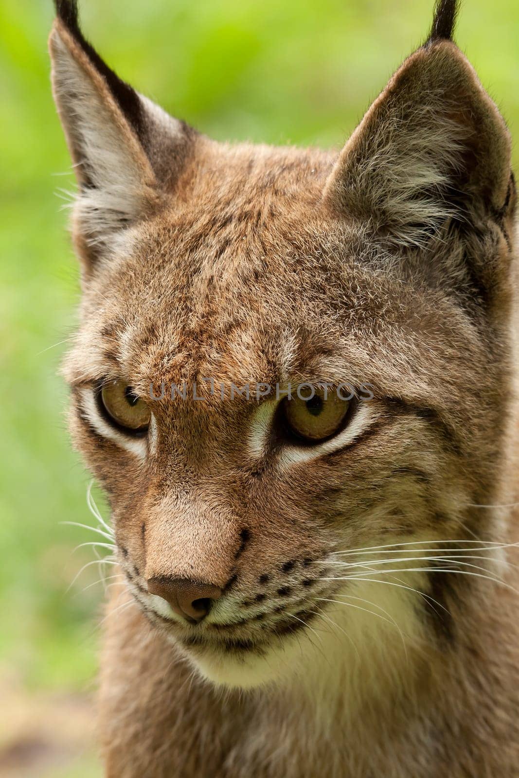 Lynx
