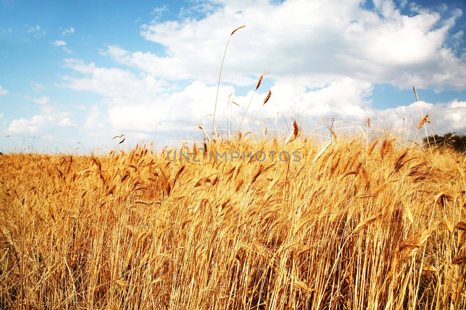 Wheat field against a blue sky