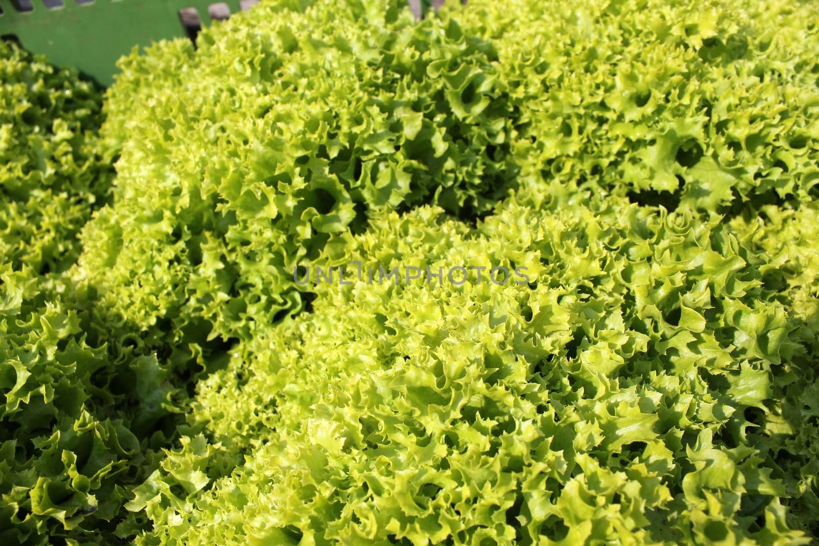 Head of lettuce