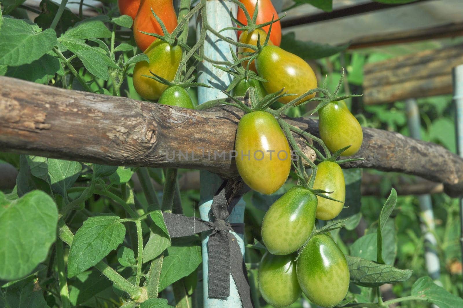 Red Italian tomato vegetables - healthy vegetarian food