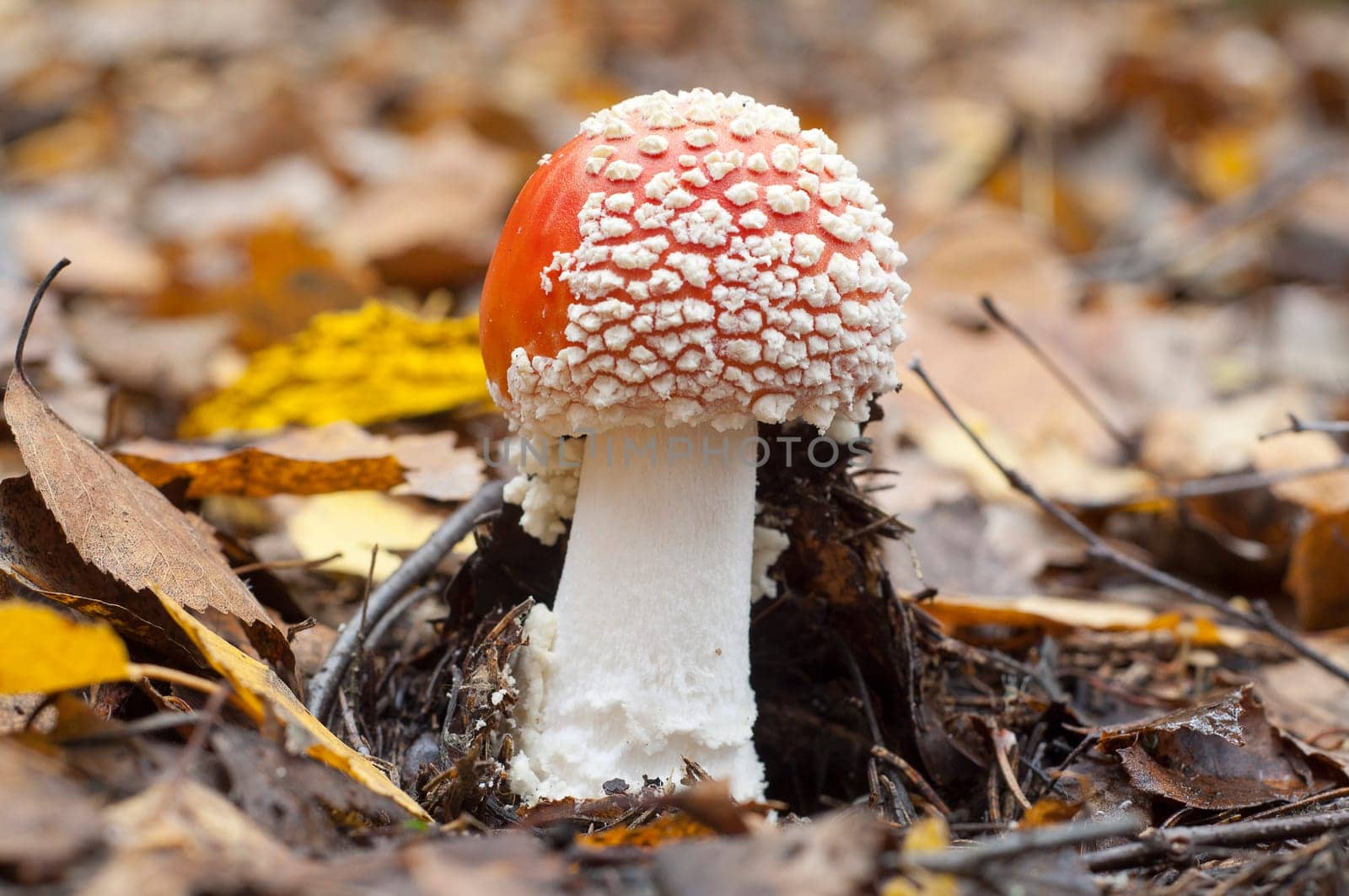 Amanita muscaria, commonly known as the fly agaric or fly Amanita, is a poisonous and psychoactive basidiomycete fungus, one of many in the genus Amanita