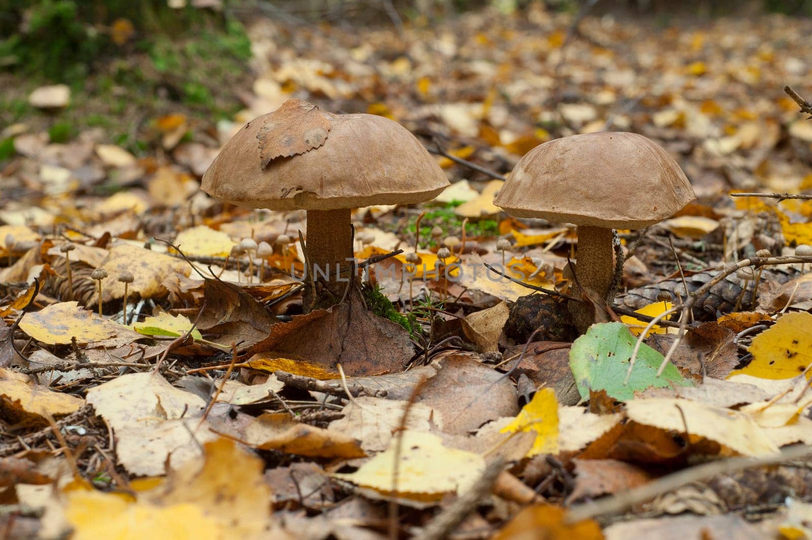 Birch mushroom in autumn forest. Edeble mashroom
