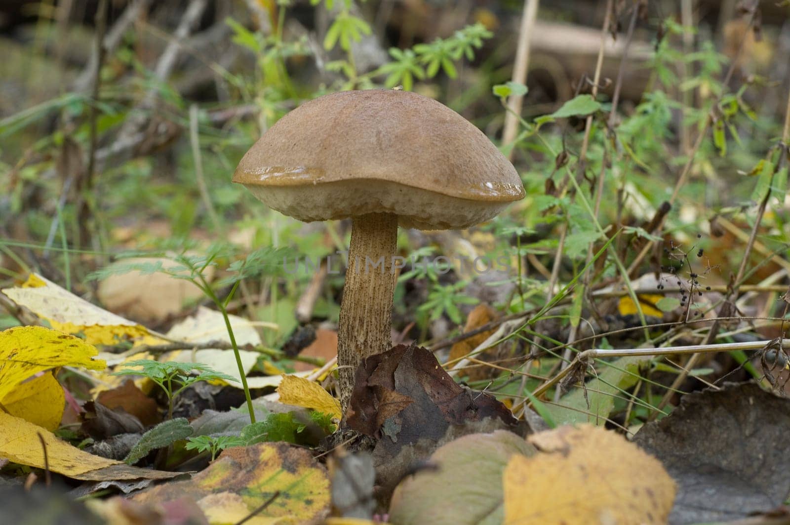Birch mushroom in autumn forest. Edeble mashroom