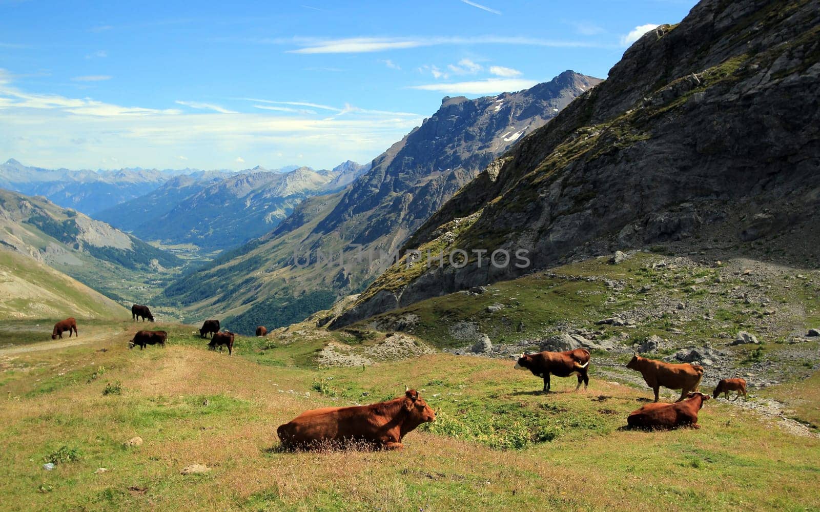 Herd of brown cows resting peacefully at the top of the Galibier pass, France