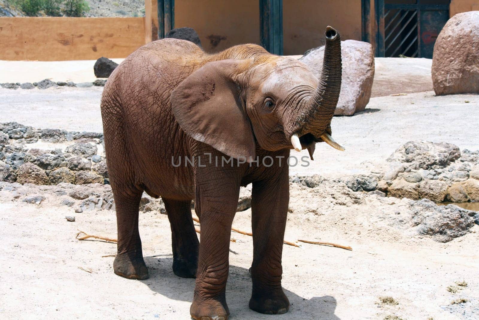 A big and lone elephant in a sunny day