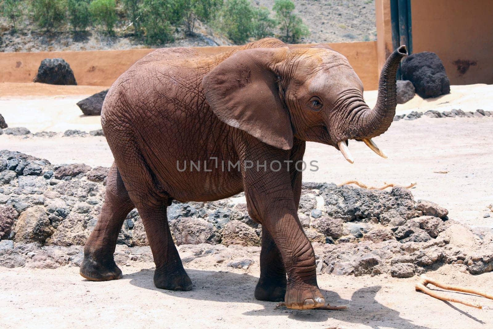 A lone elephant walking around in a sunny day