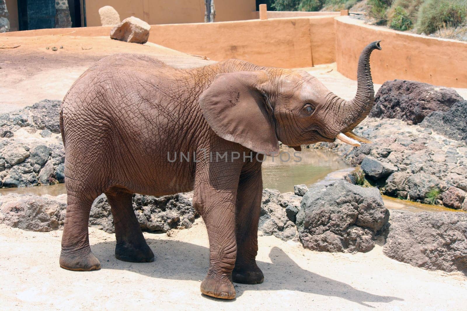 A big and lone elephant in a sunny day