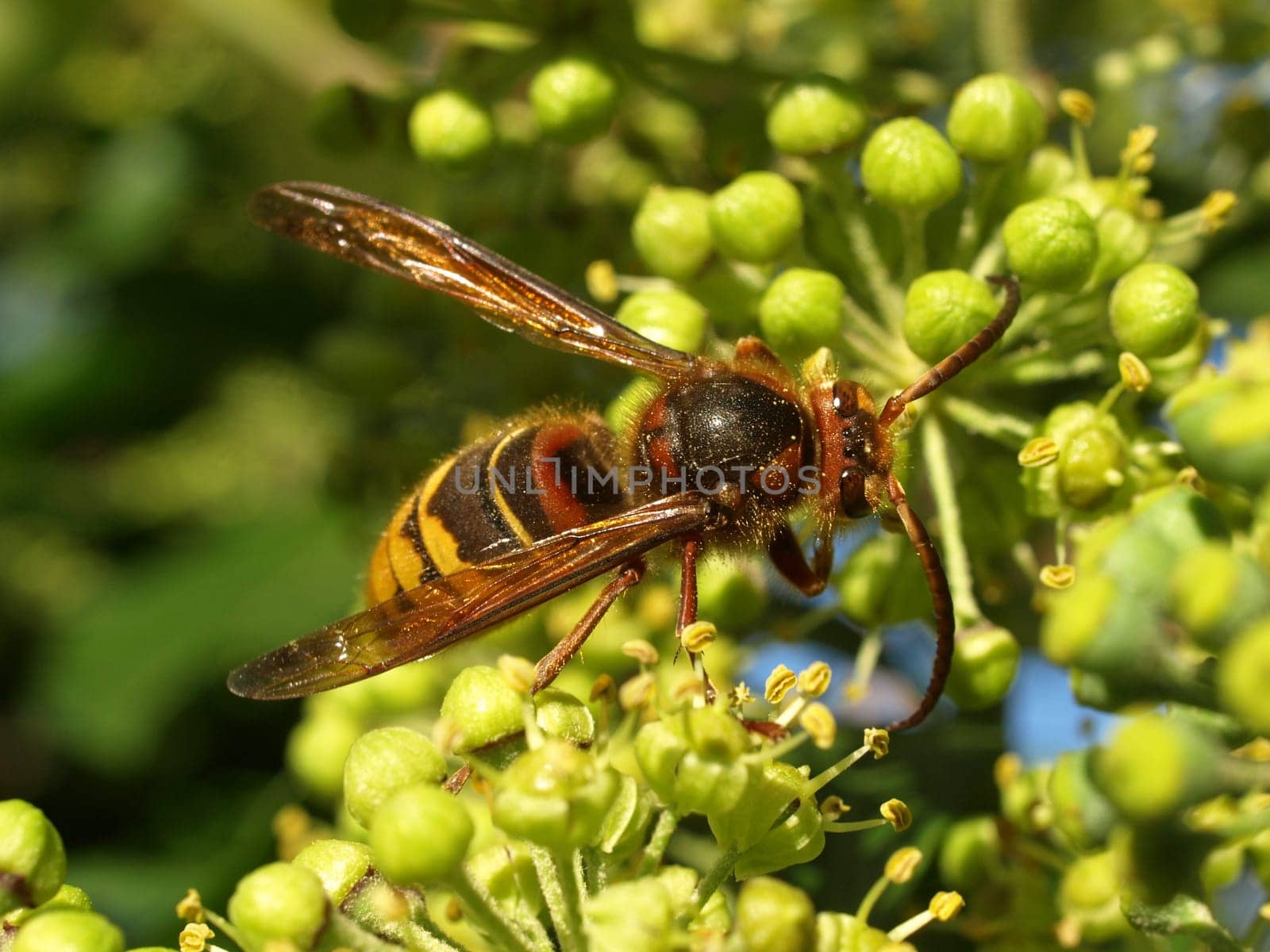 Hornet