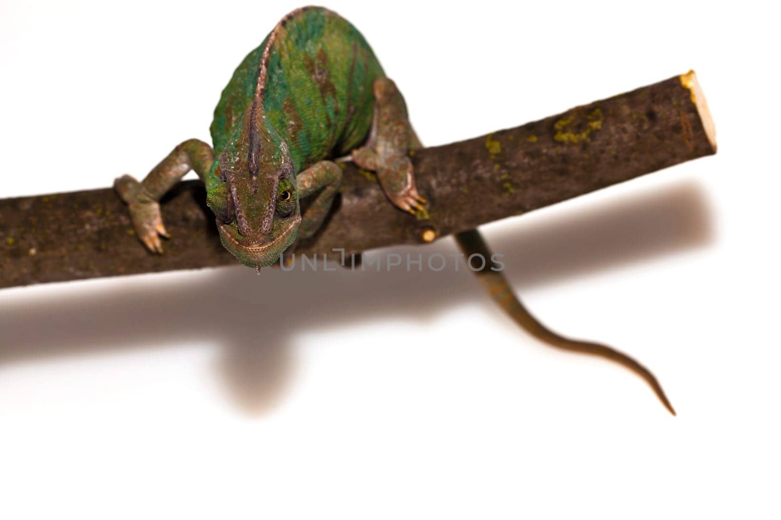 Chameleon