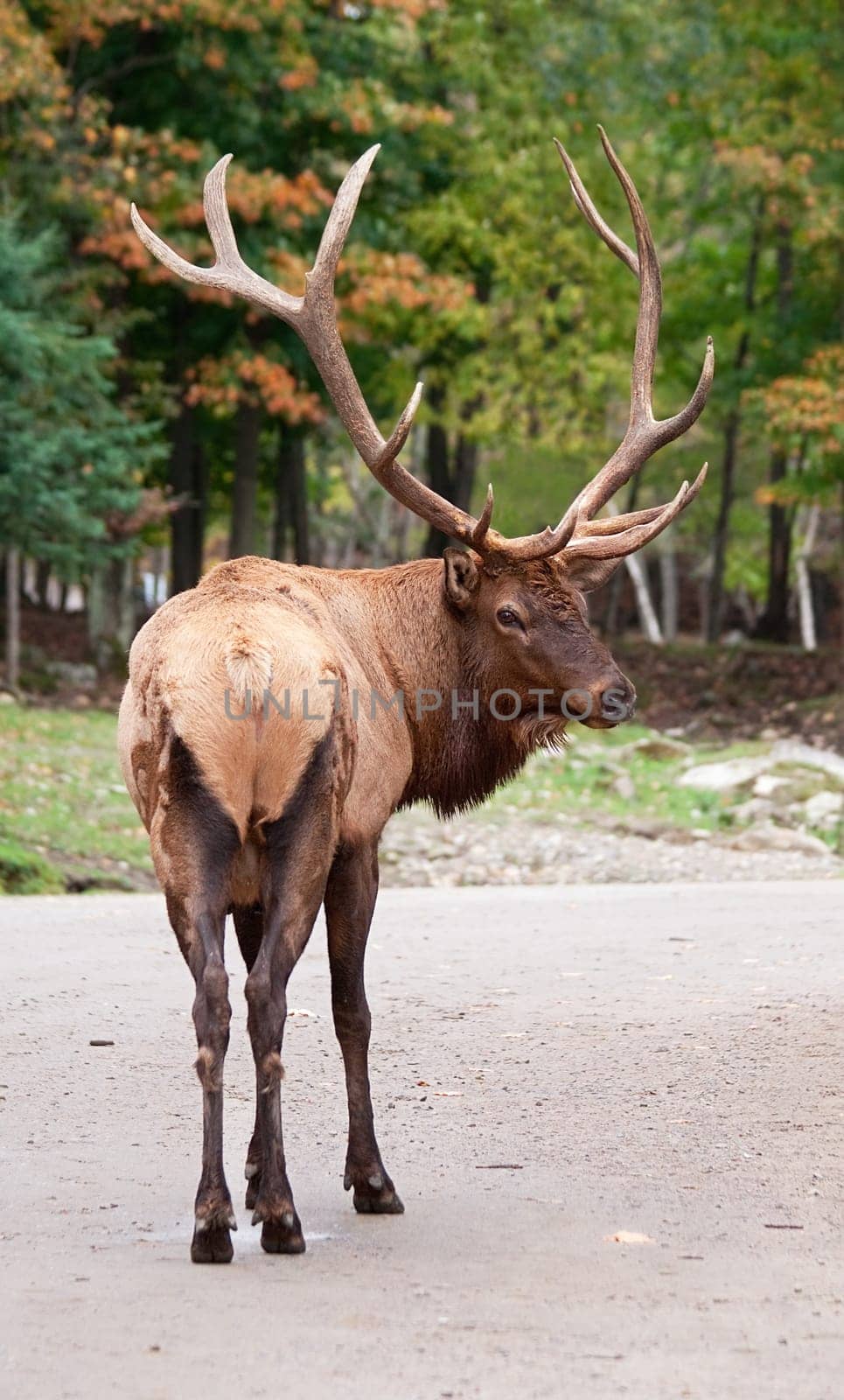 This is a male elk on the road on a fall day.