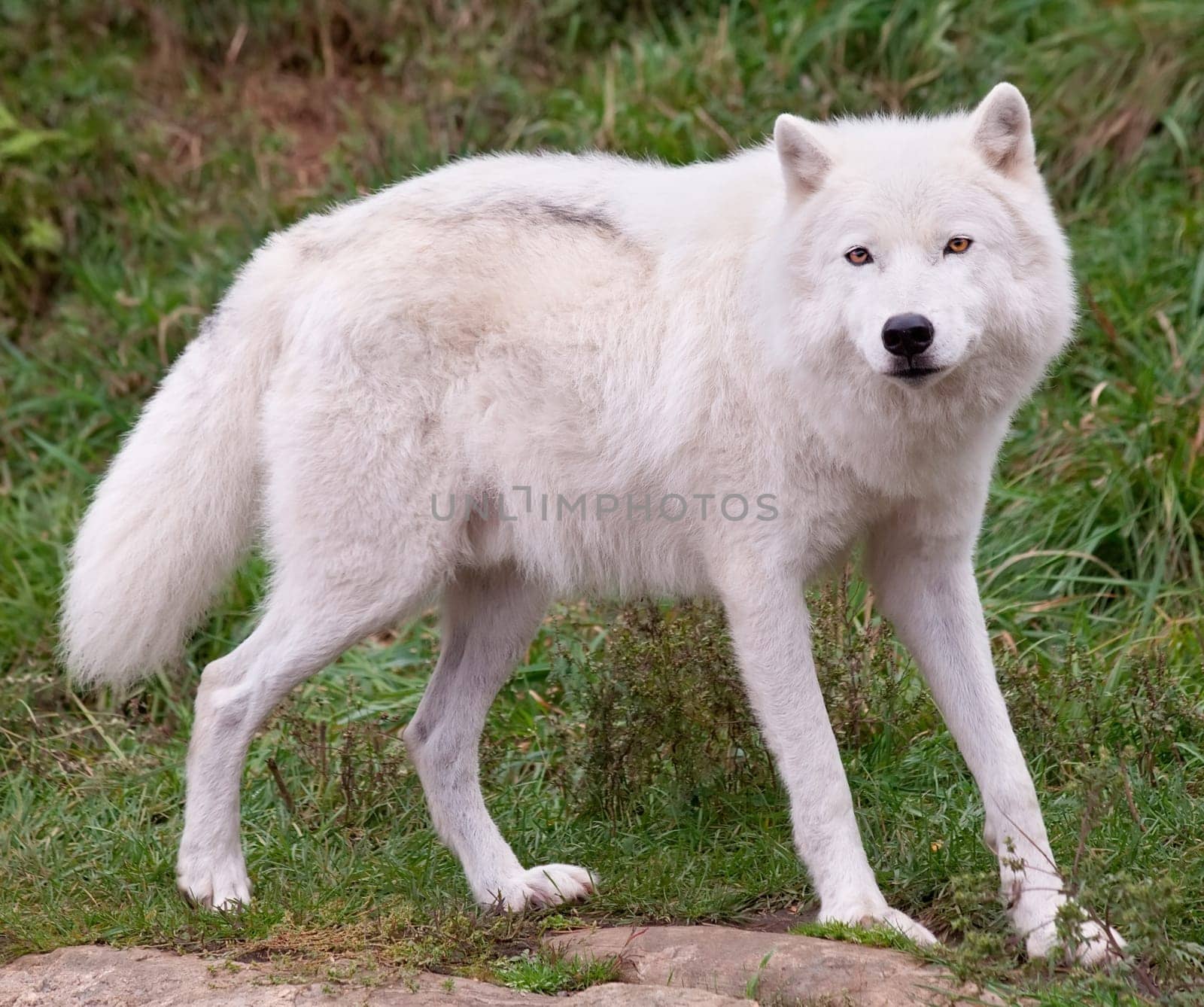 Arctic Wolf posing and looking at the camera.