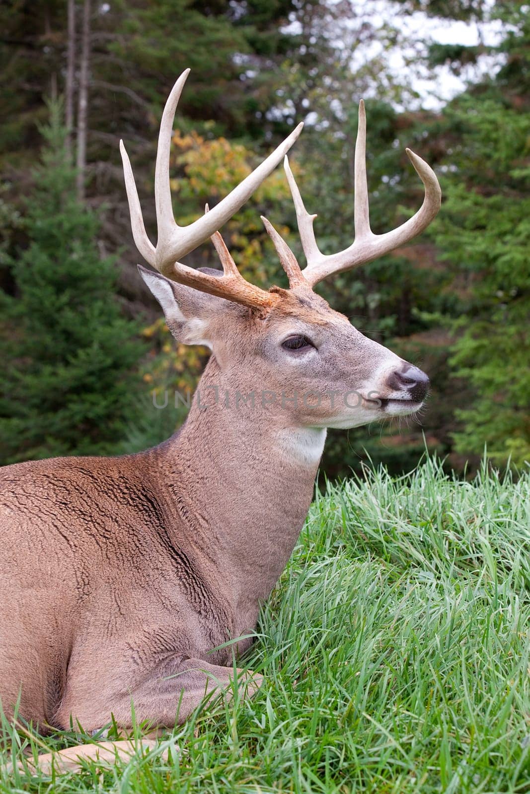 This is a male deer.