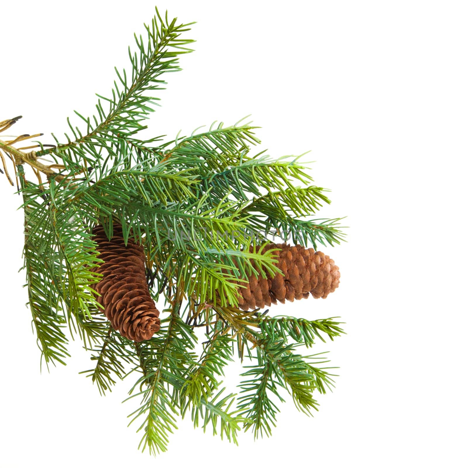 pine cone with branch. Cones in pine tree branch isolated on the white backgroun