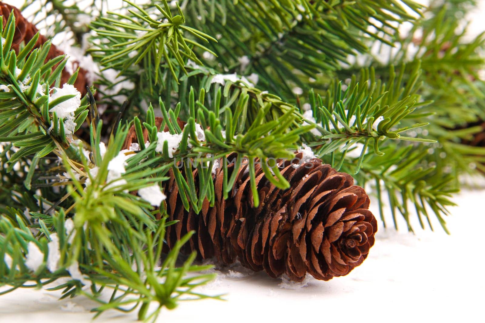 pine cone with branch. Cones in pine tree branch isolated on the white backgroun