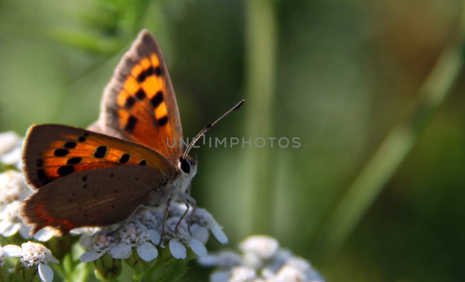 (Lycaena phlaeas)