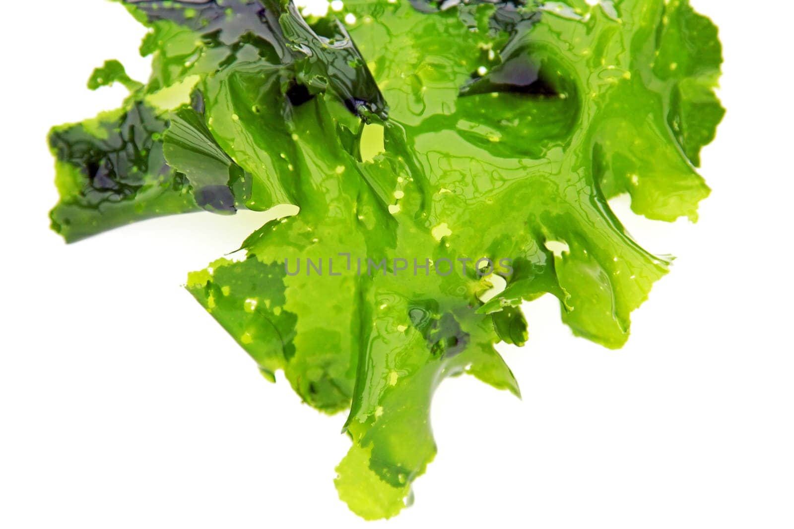 Sea lettuce (Ulva lactuca)
