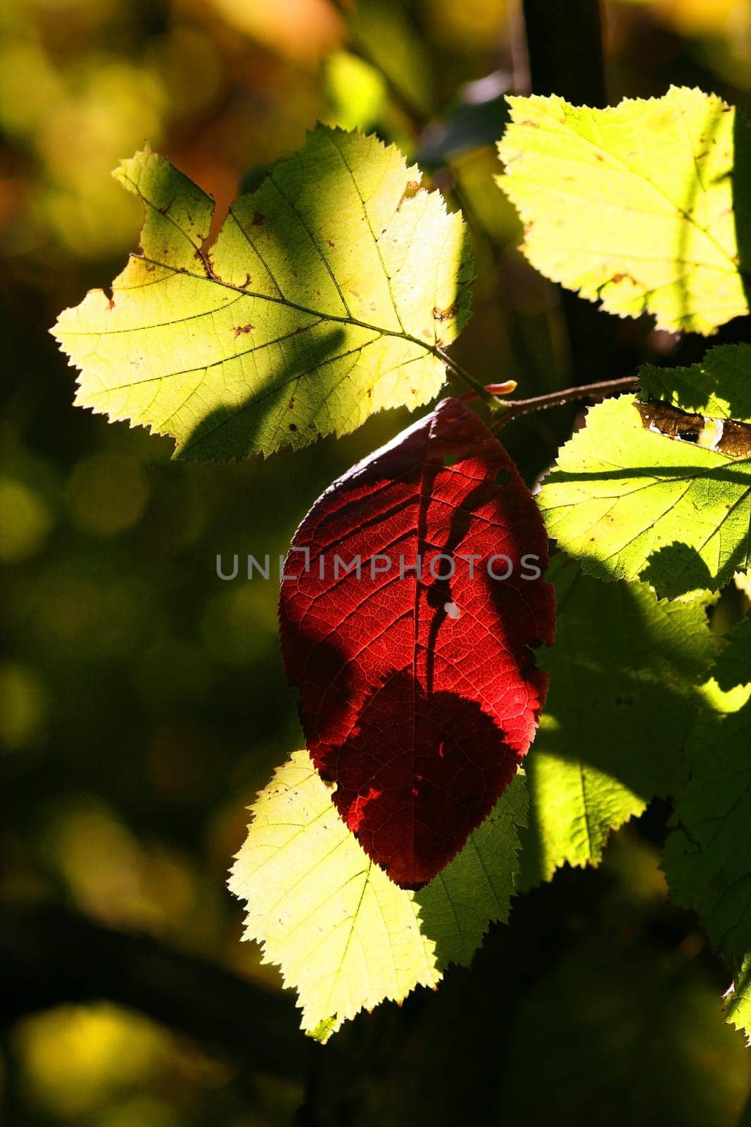 The beautiful colours of autumn
