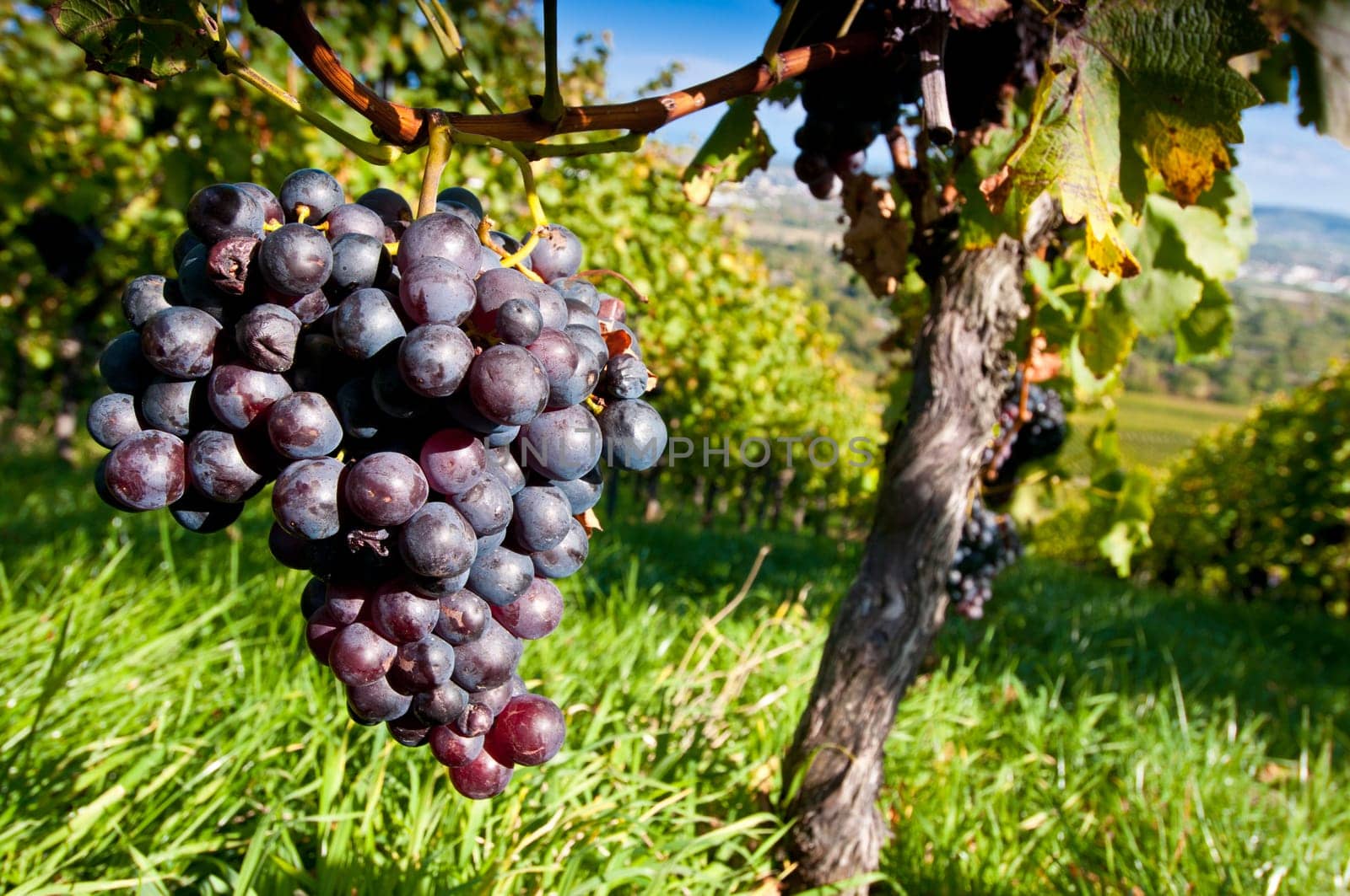 Grapes