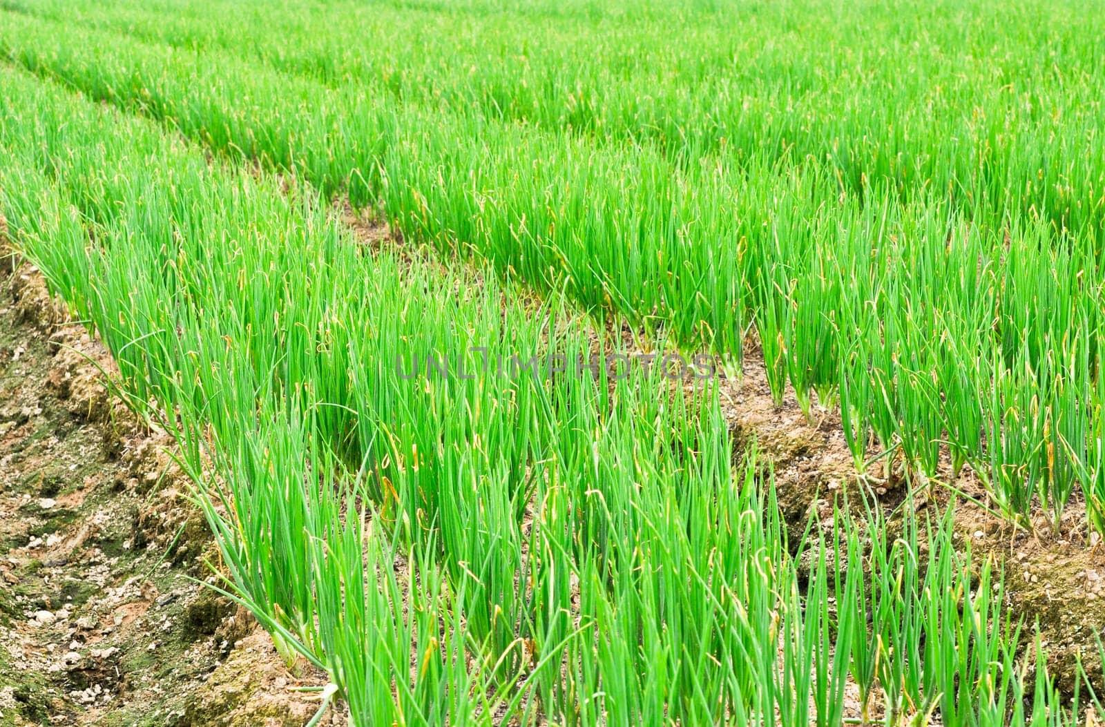 rows of green chives in a large vegetable garden
