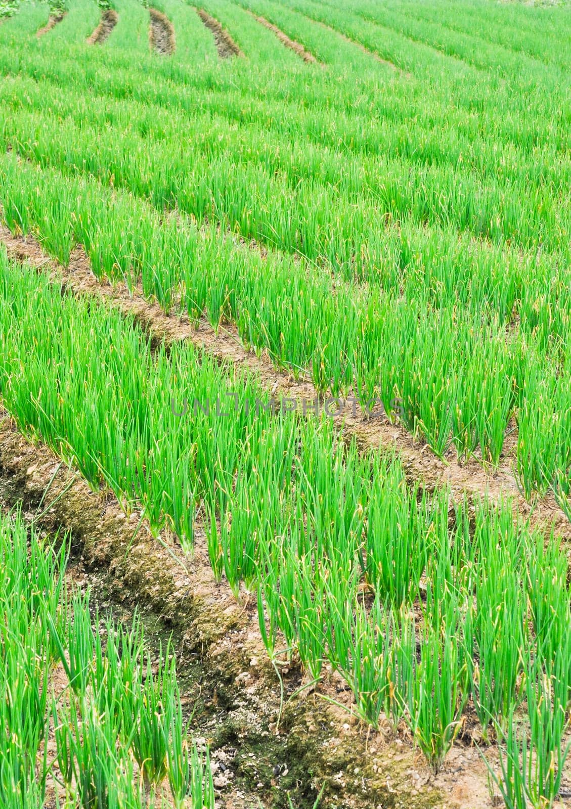rows of green chives in a large vegetable garden