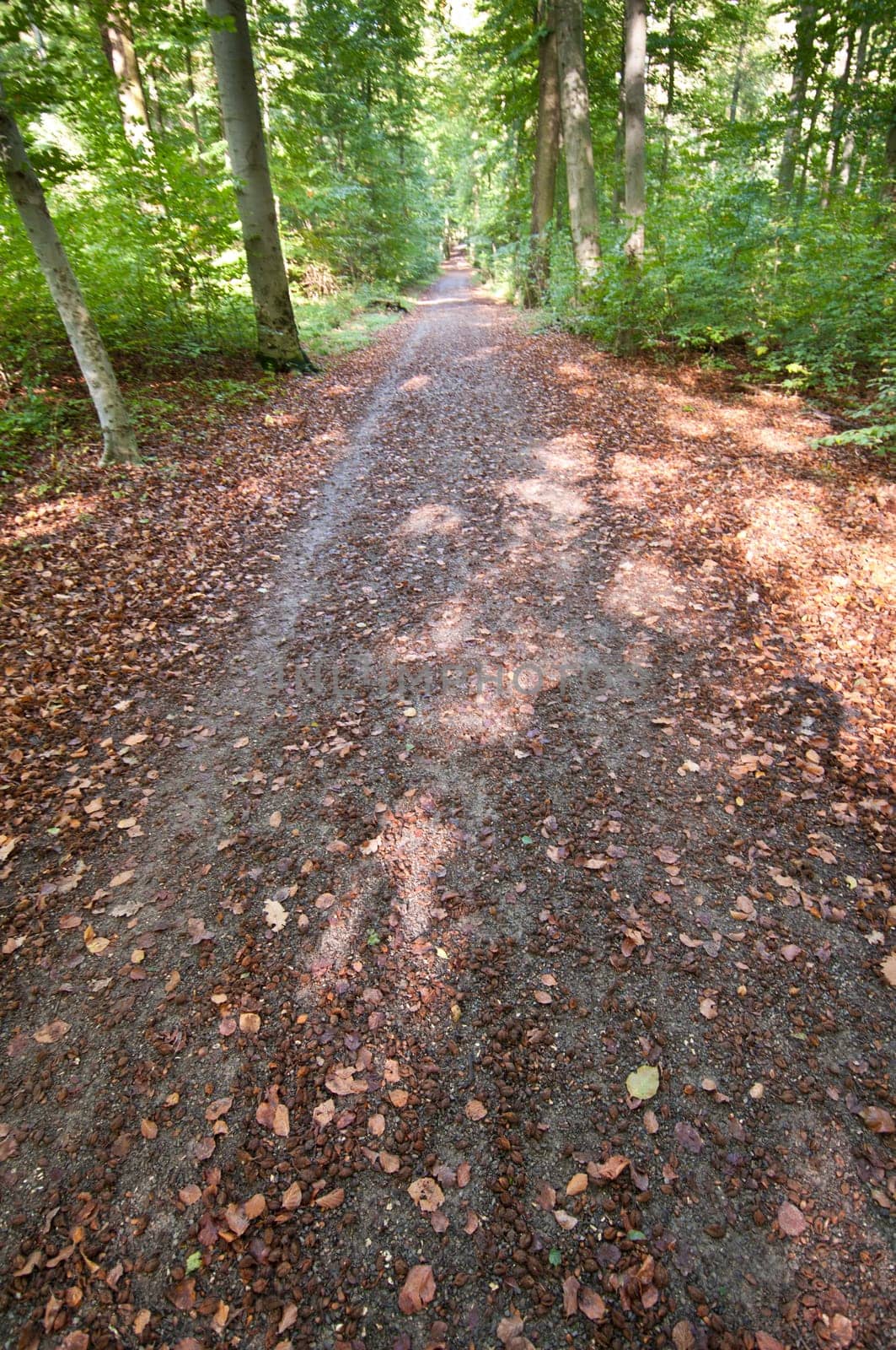 Hiking trail in the forest