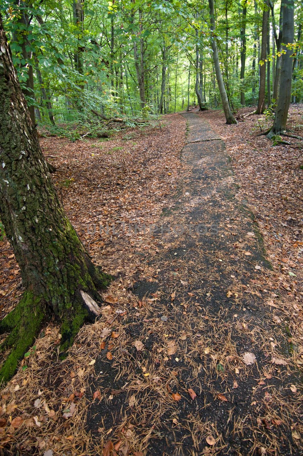 High-altitude trail in the forest