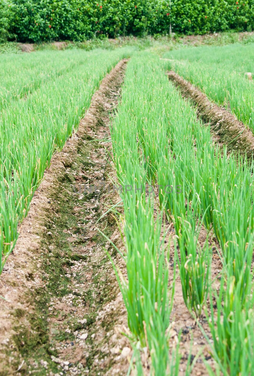 A row of green chives in a large garden
