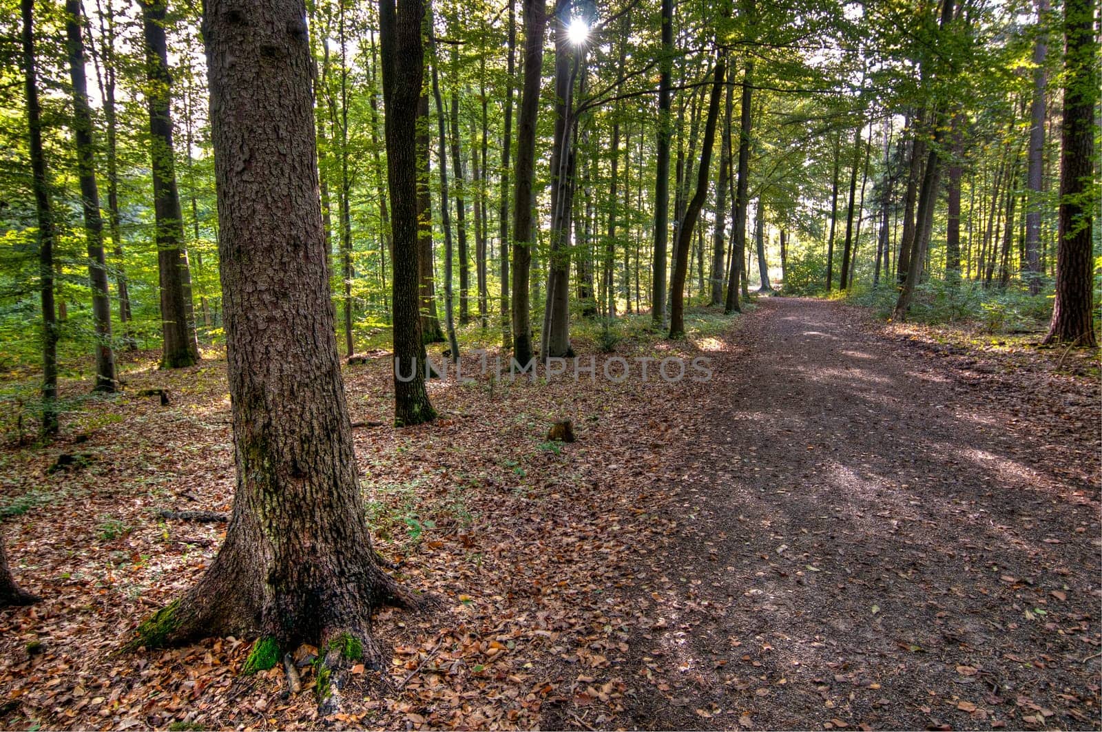 Forest path in autumn