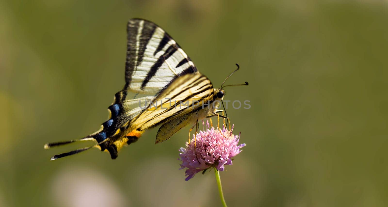 A very rare butterfly