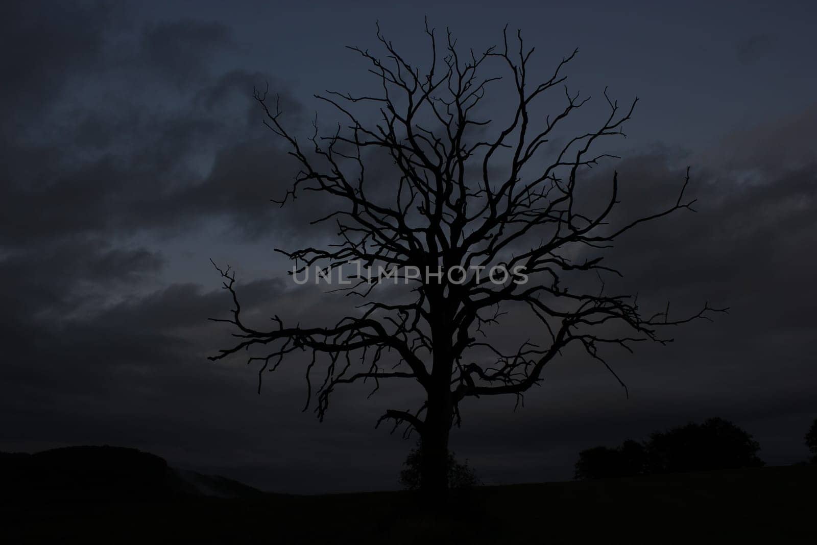 Dead tree in front of night sky