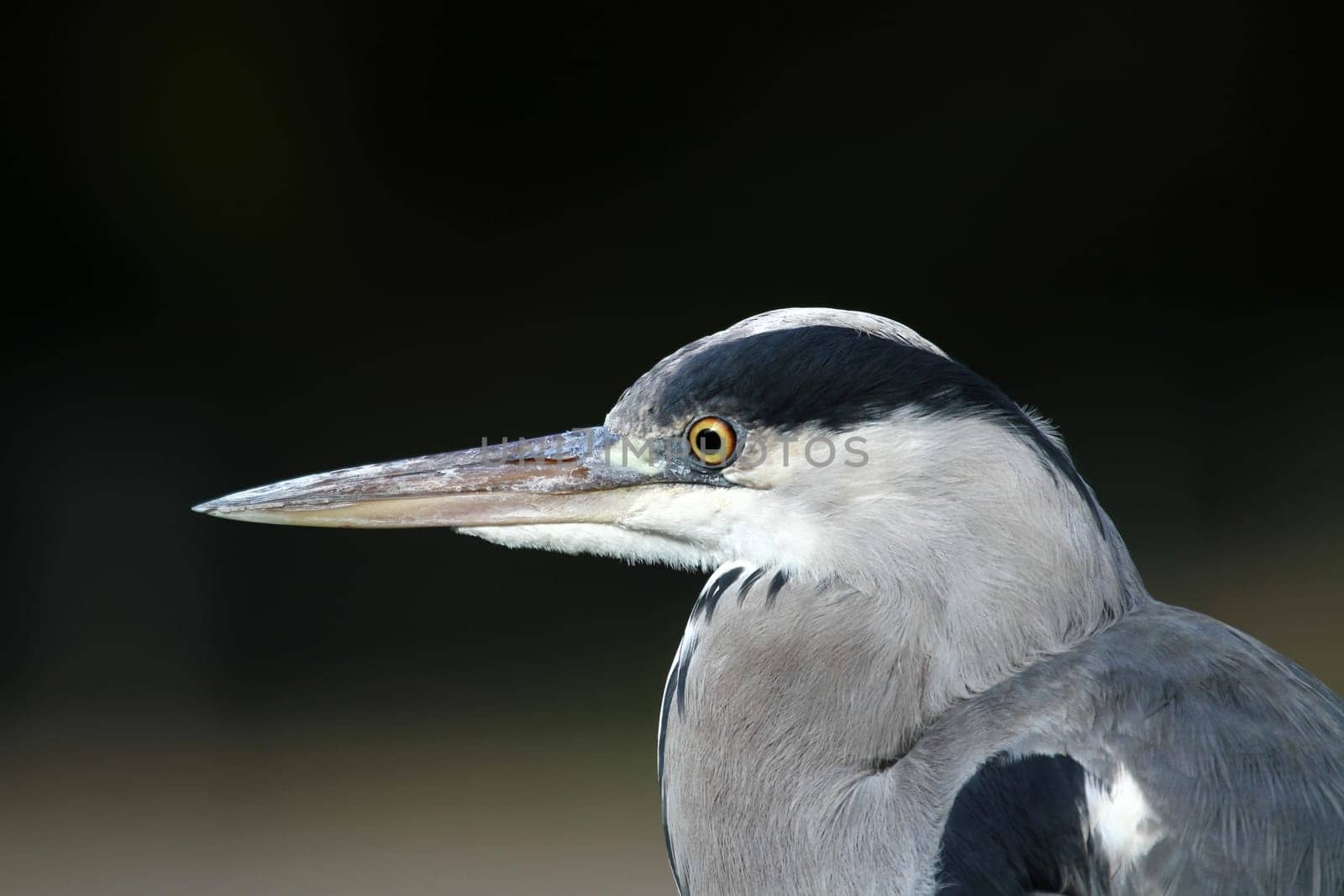Grey HeronPortrait