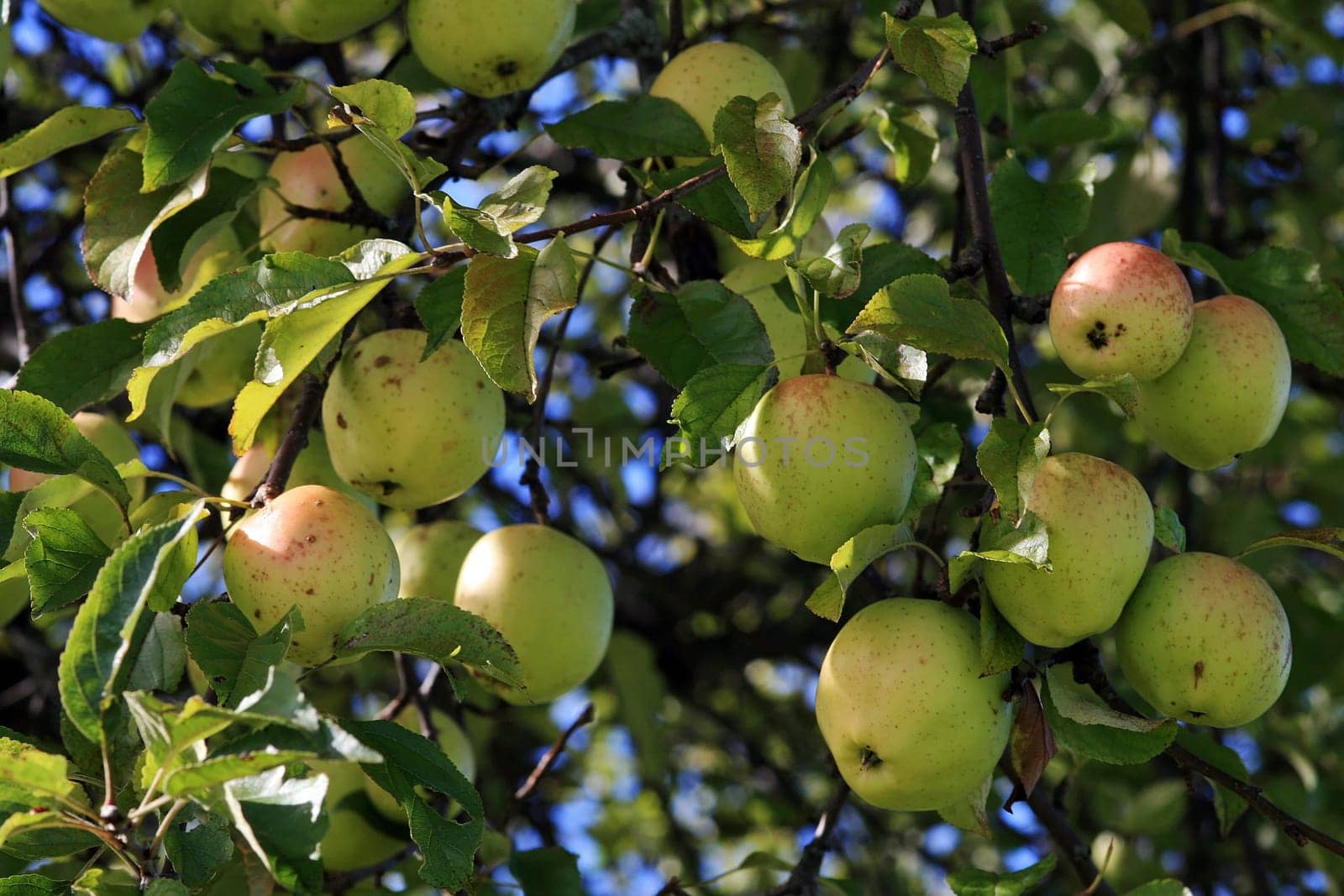 The apple tree