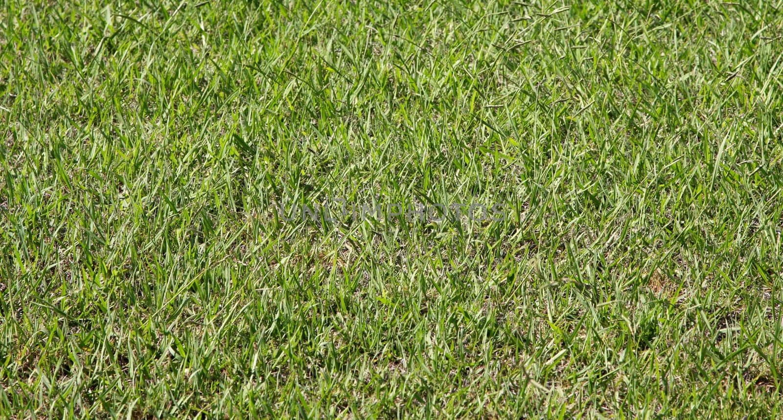 Grass close up