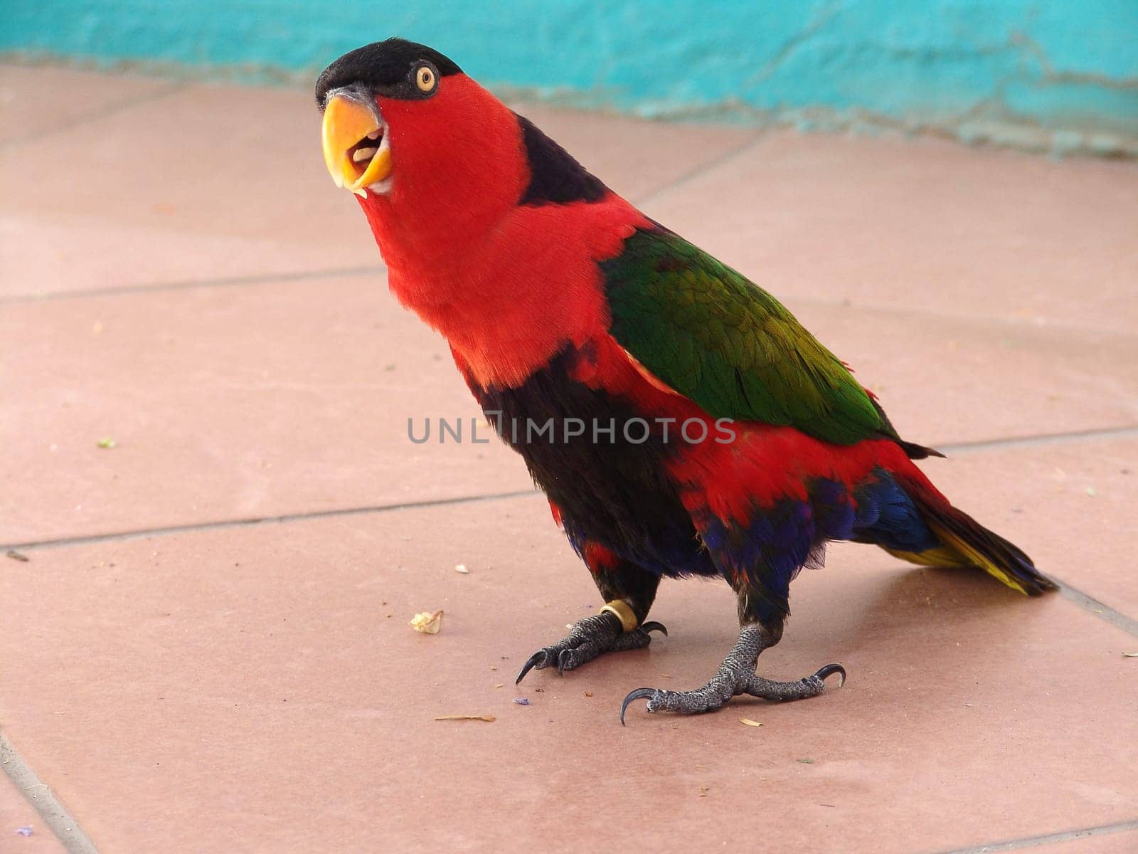 Lories and lorikeets are small to medium-sized arboreal parrots characterized by their specialized brush-tipped tongues for feeding on nectar and soft fruits. The species form a monophyletic group within the parrot family Psittacidae