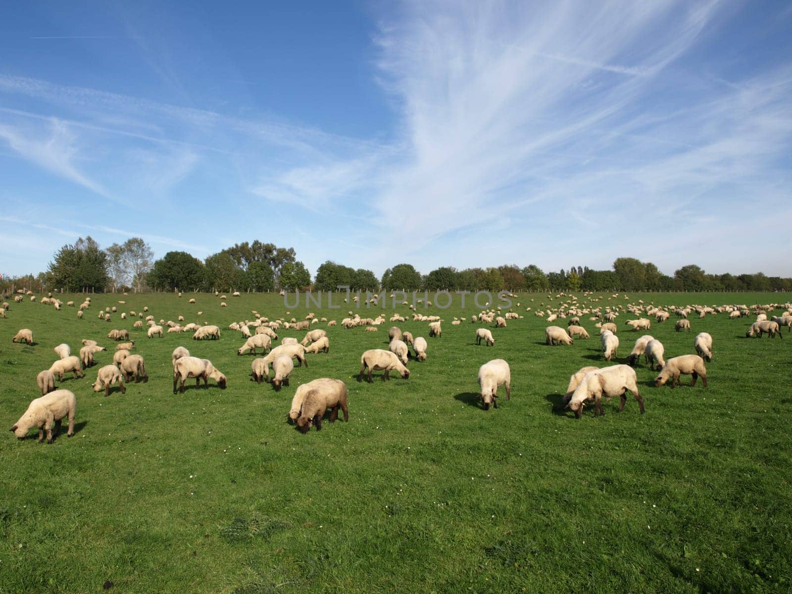 Sheep