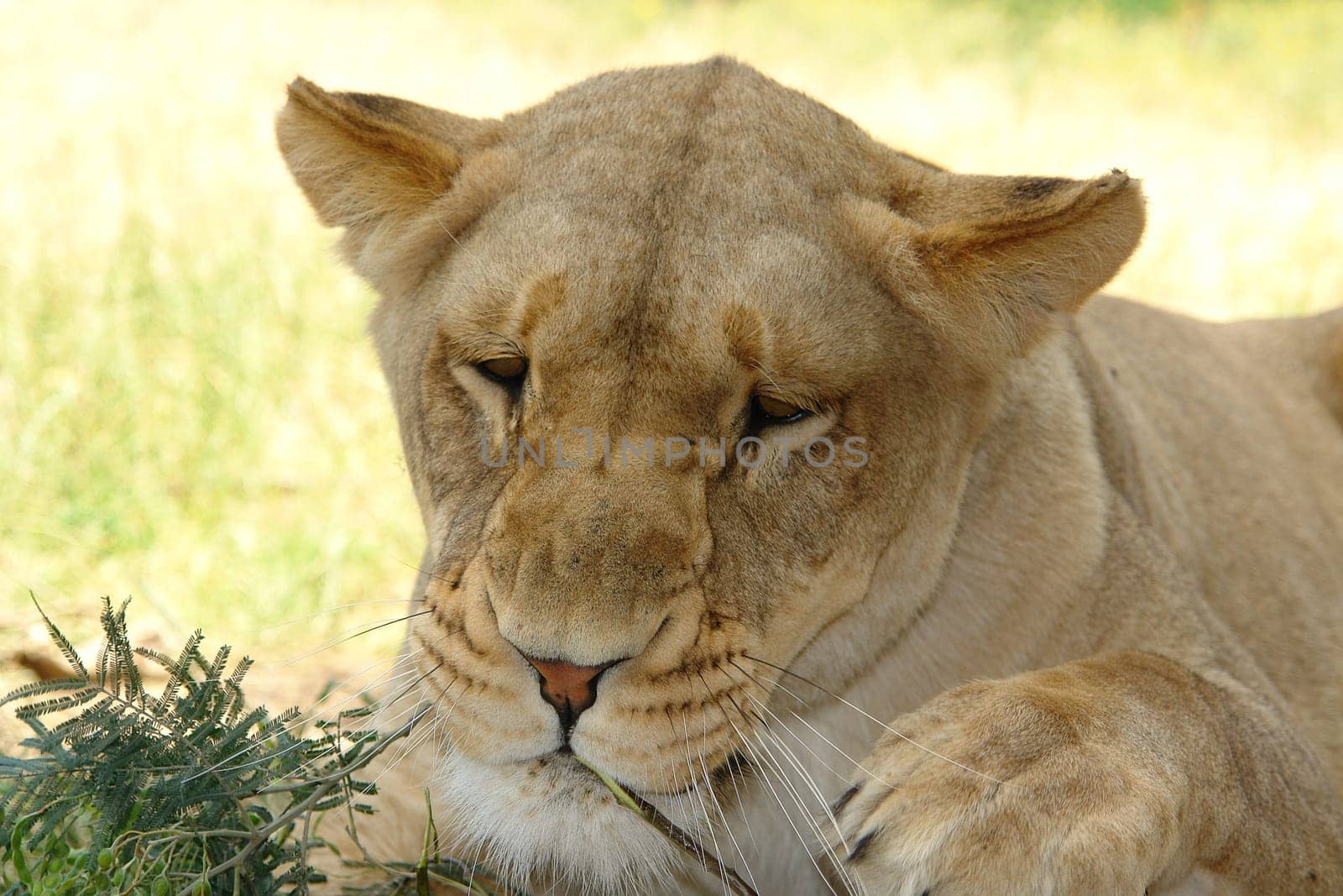Female lion resting head on tree