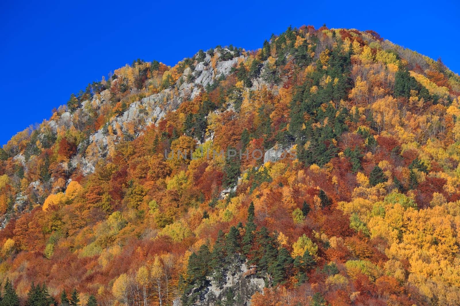 a beautiful autumn forest and a blue sky