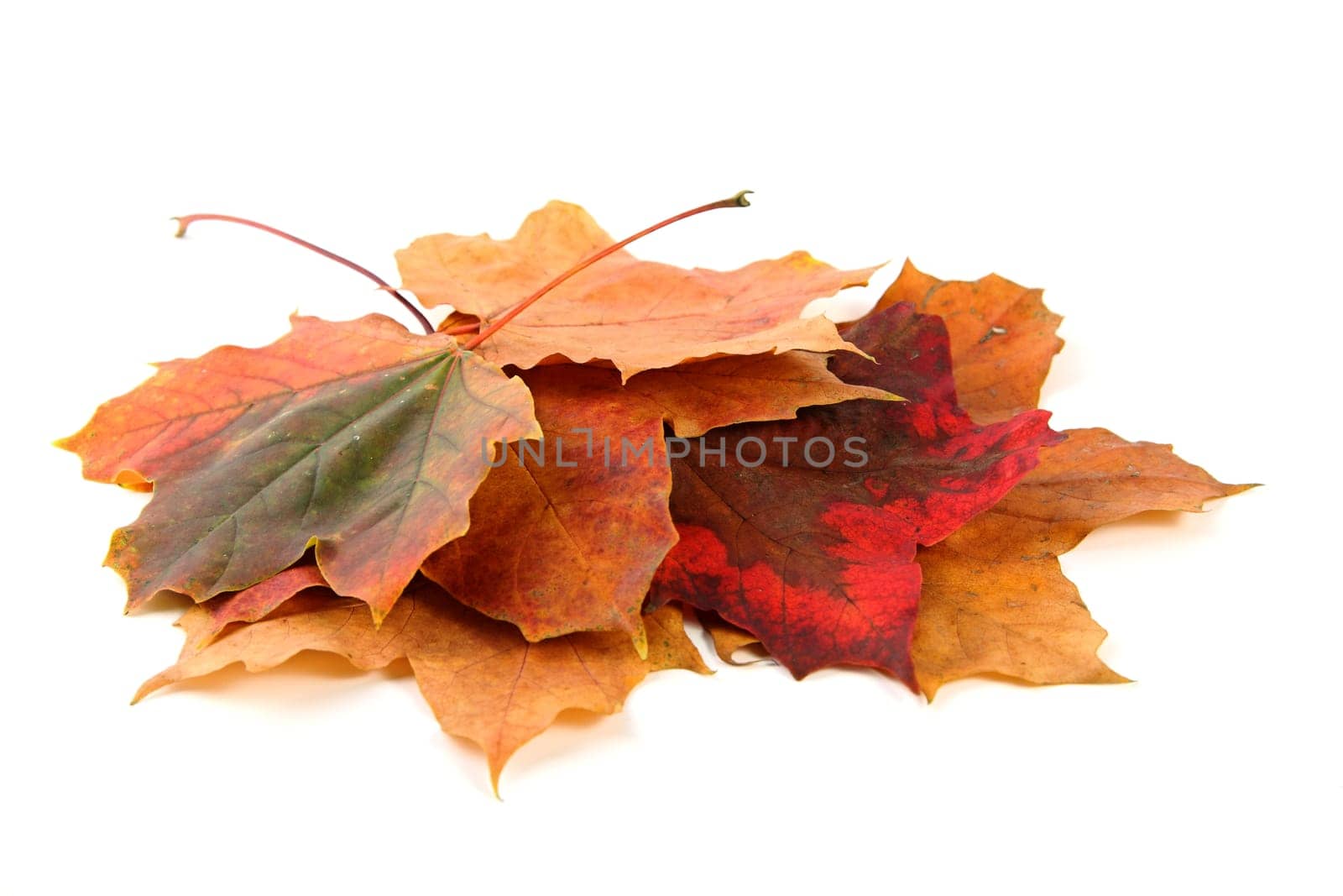 yellow-brown maple leaf cut out in autumn