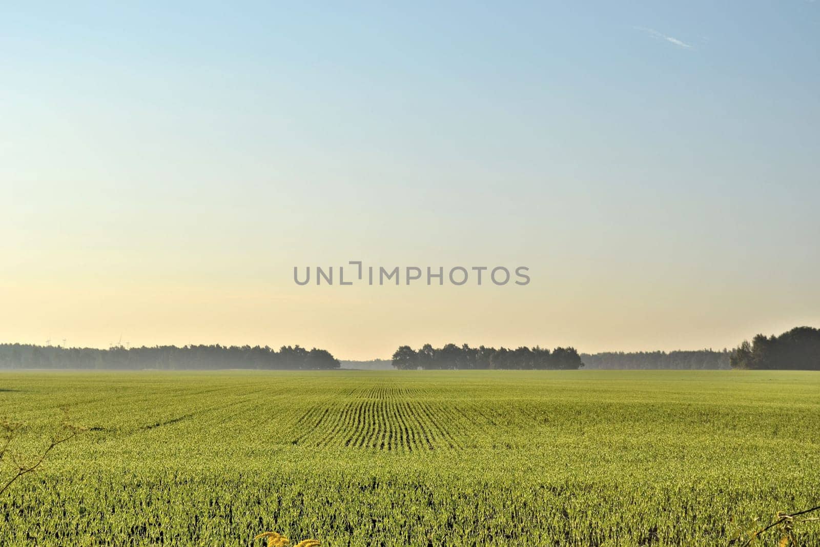 Field