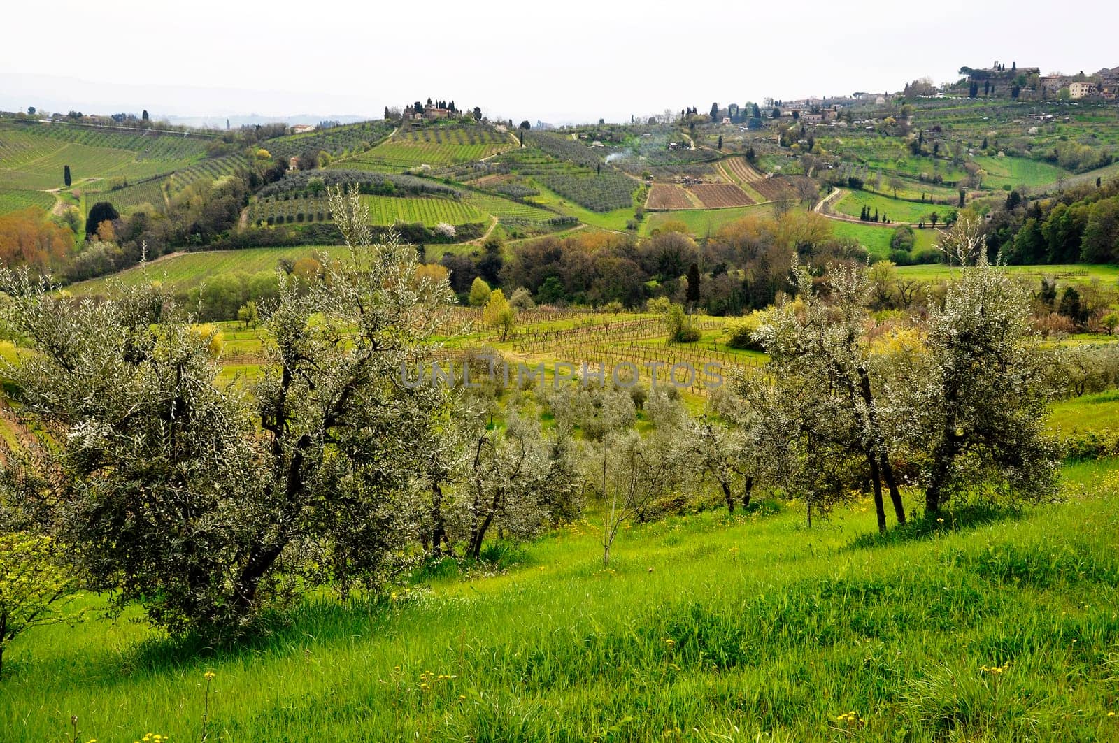 Typical Tuscany landscape in spring, Italy