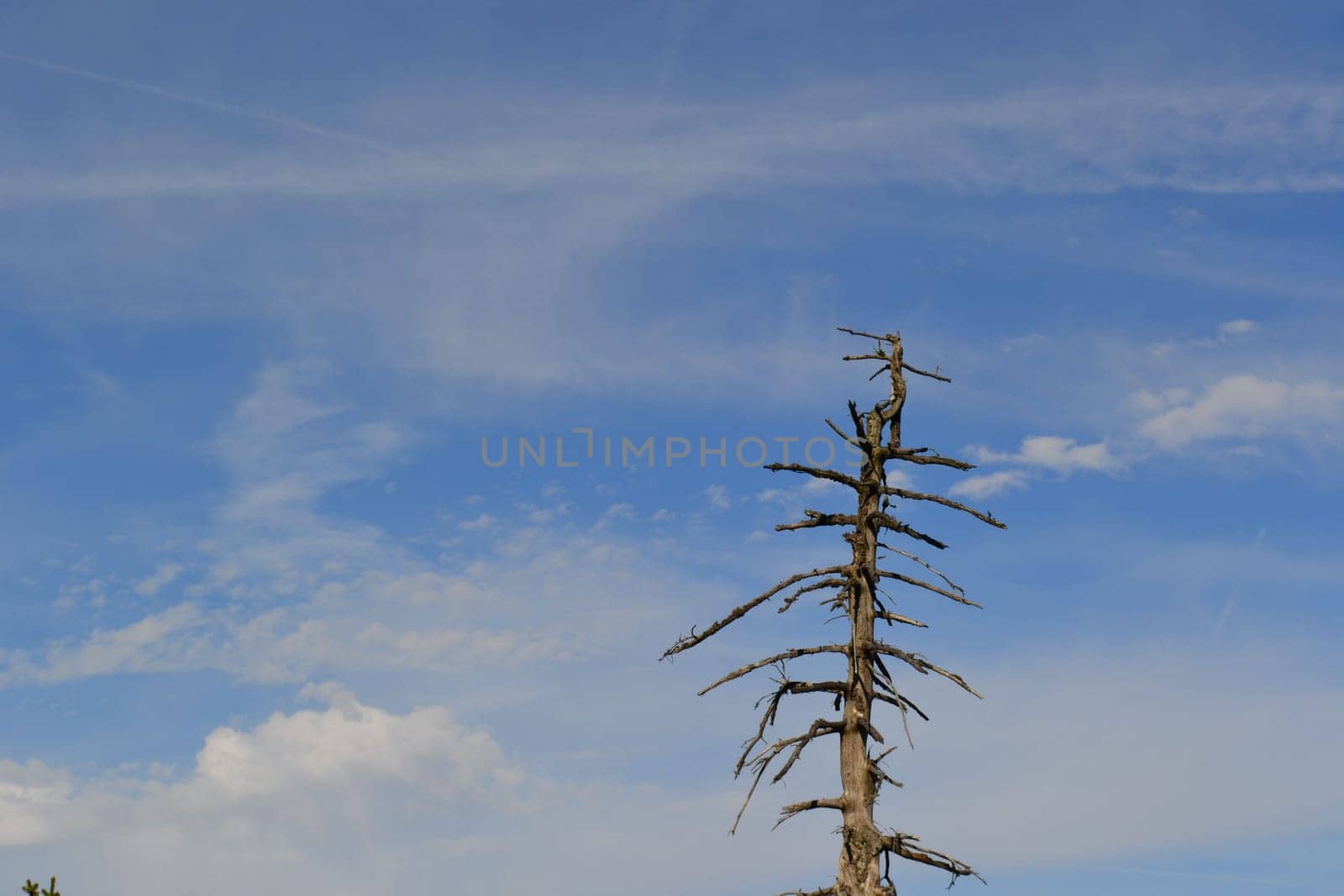 Dead Tree