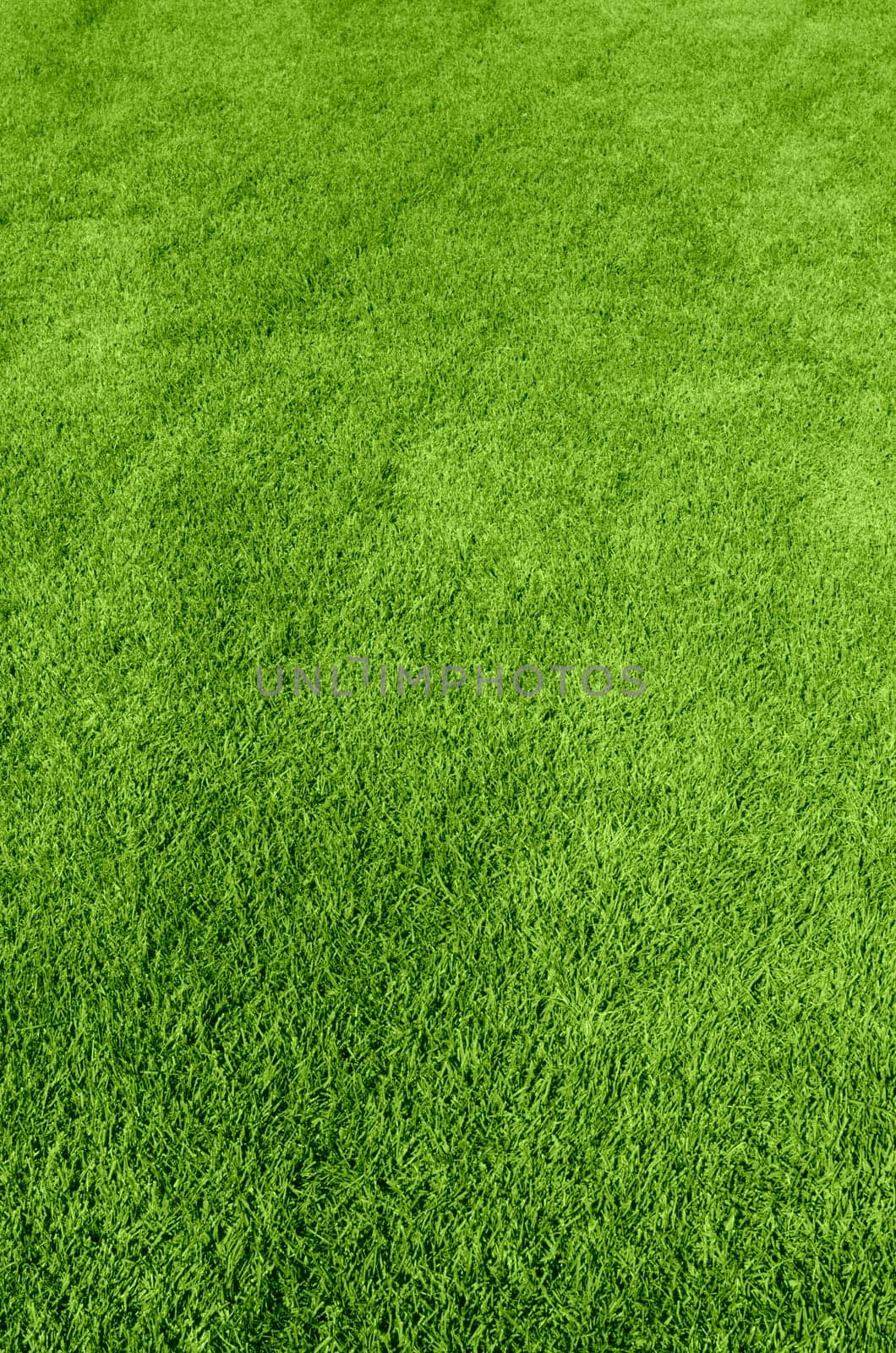 Photo of the beautiful green grass texture