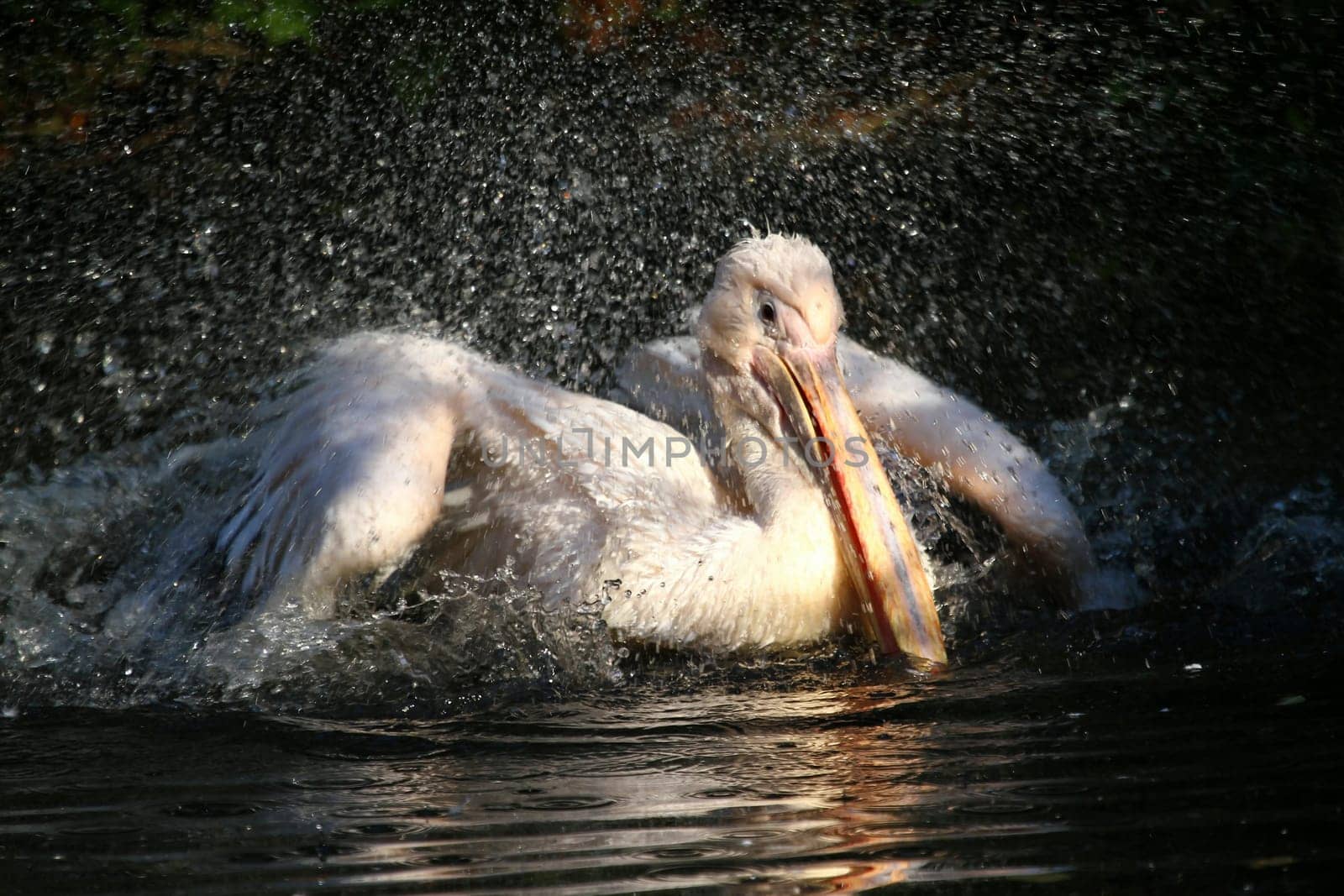 Bathing fun