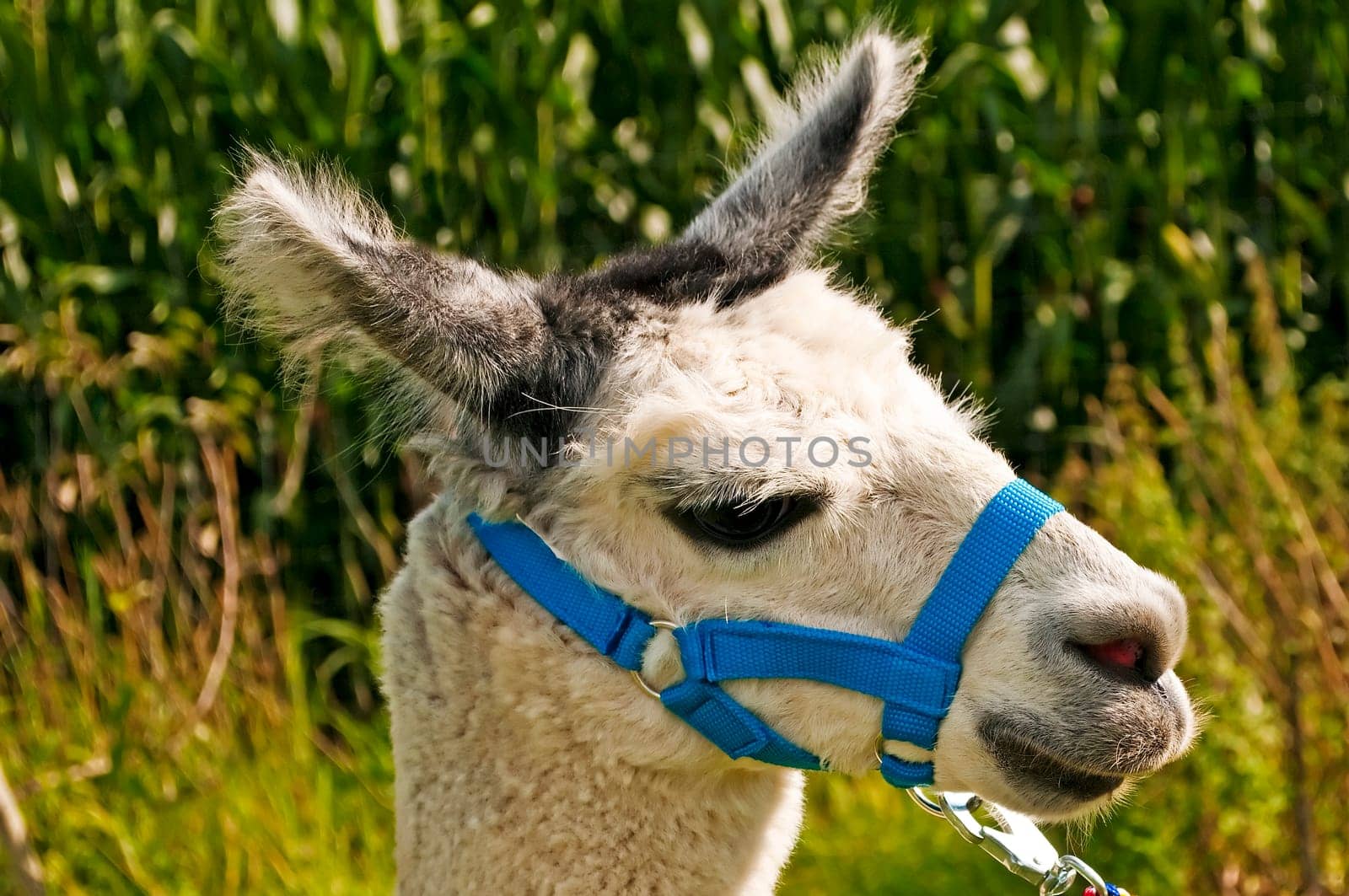 Alpaca,Vicugna pacos