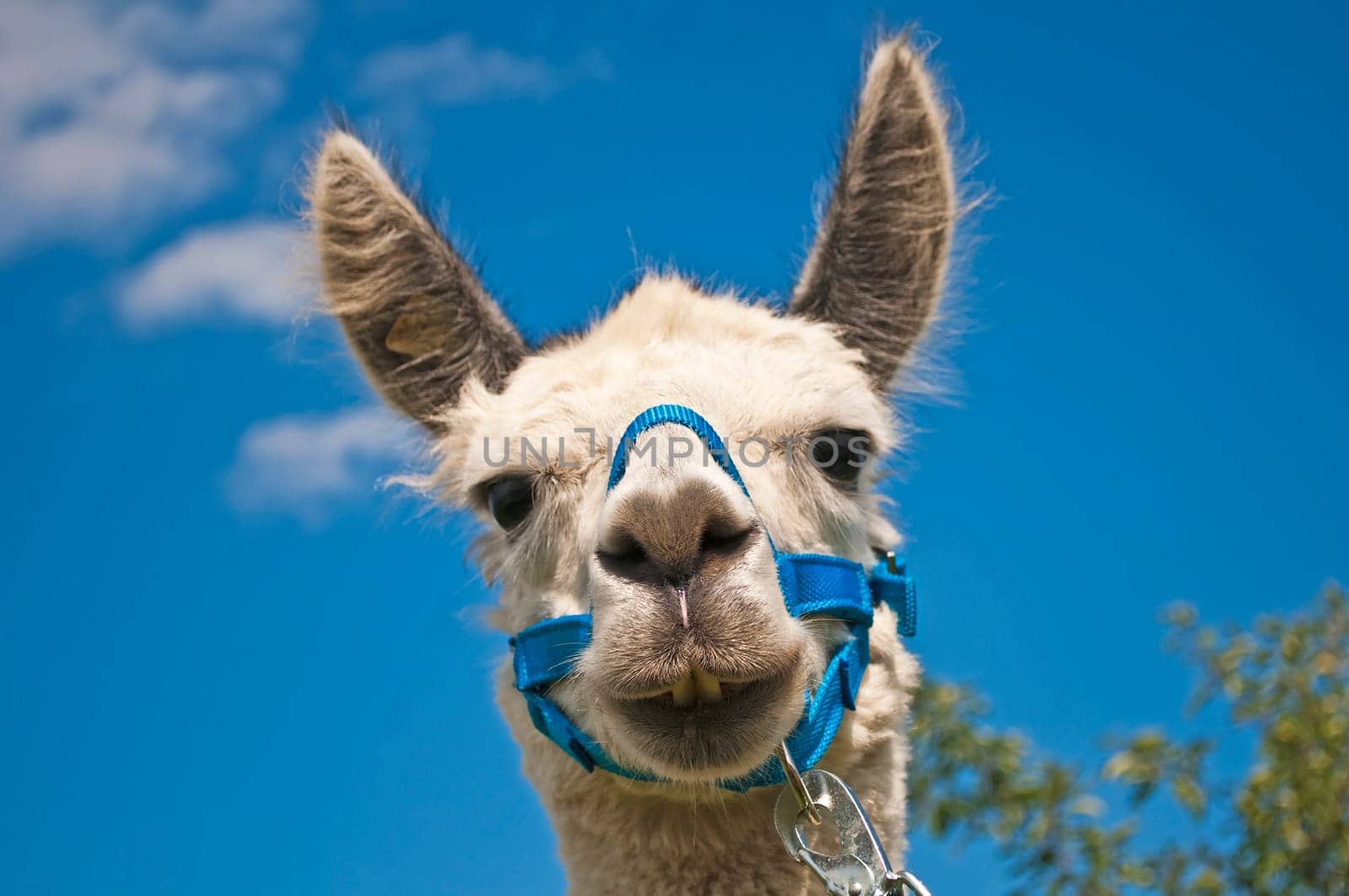 Alpaca,Vicugna pacos