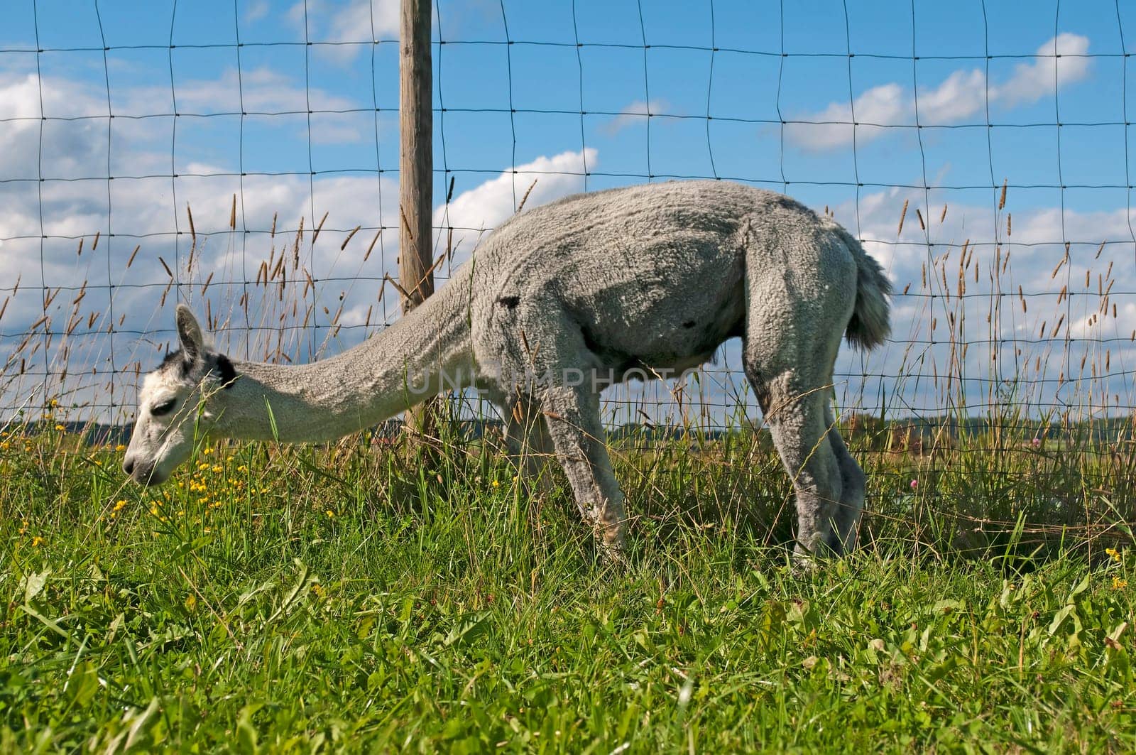 Alpaca,Vicugna pacos