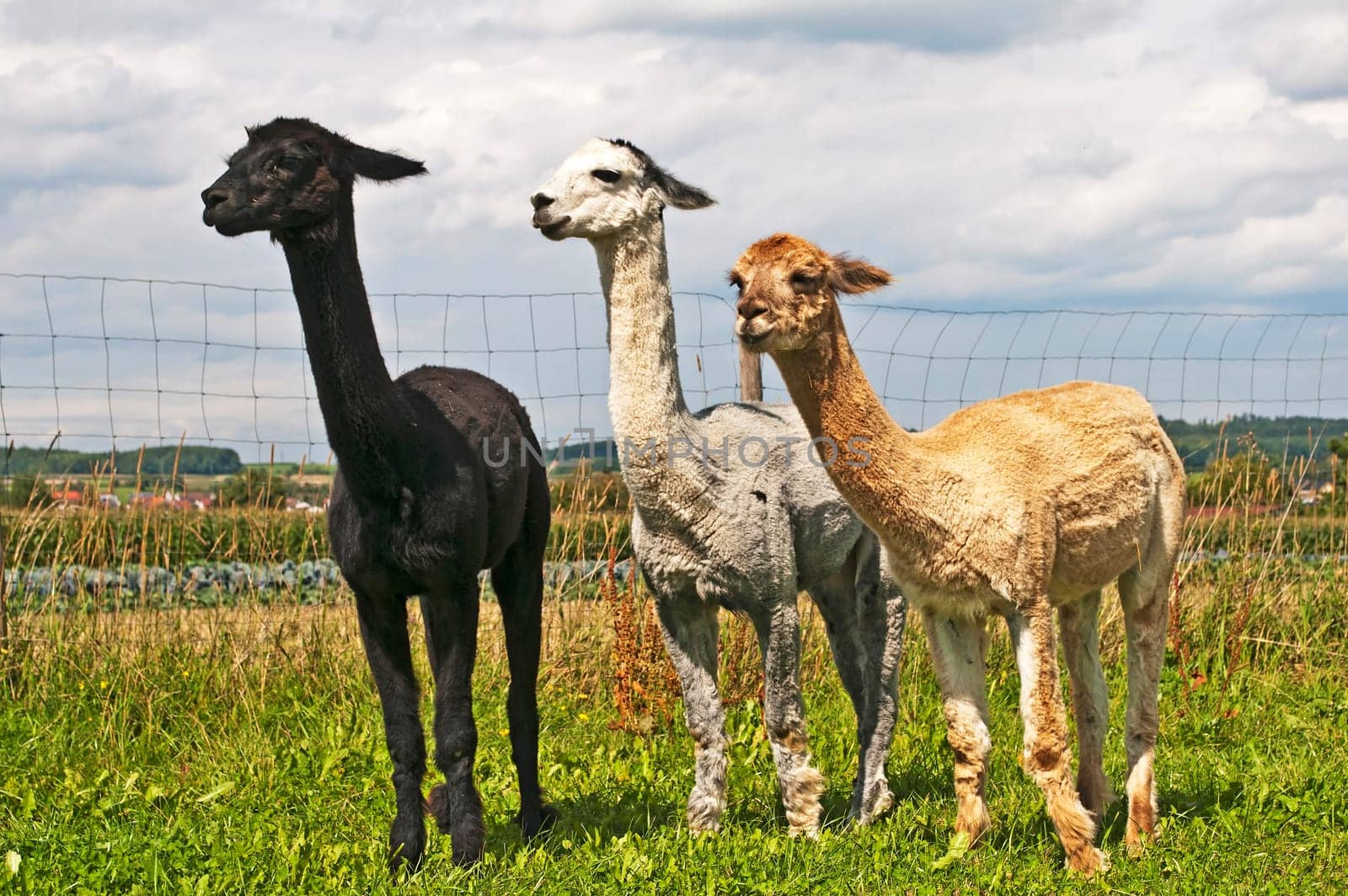 Alpaca,Vicuna pacos