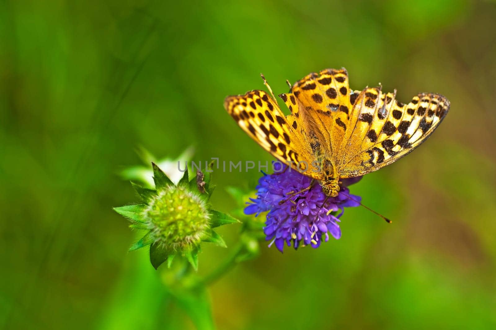 Emperor's mantle,Argynnis paphia